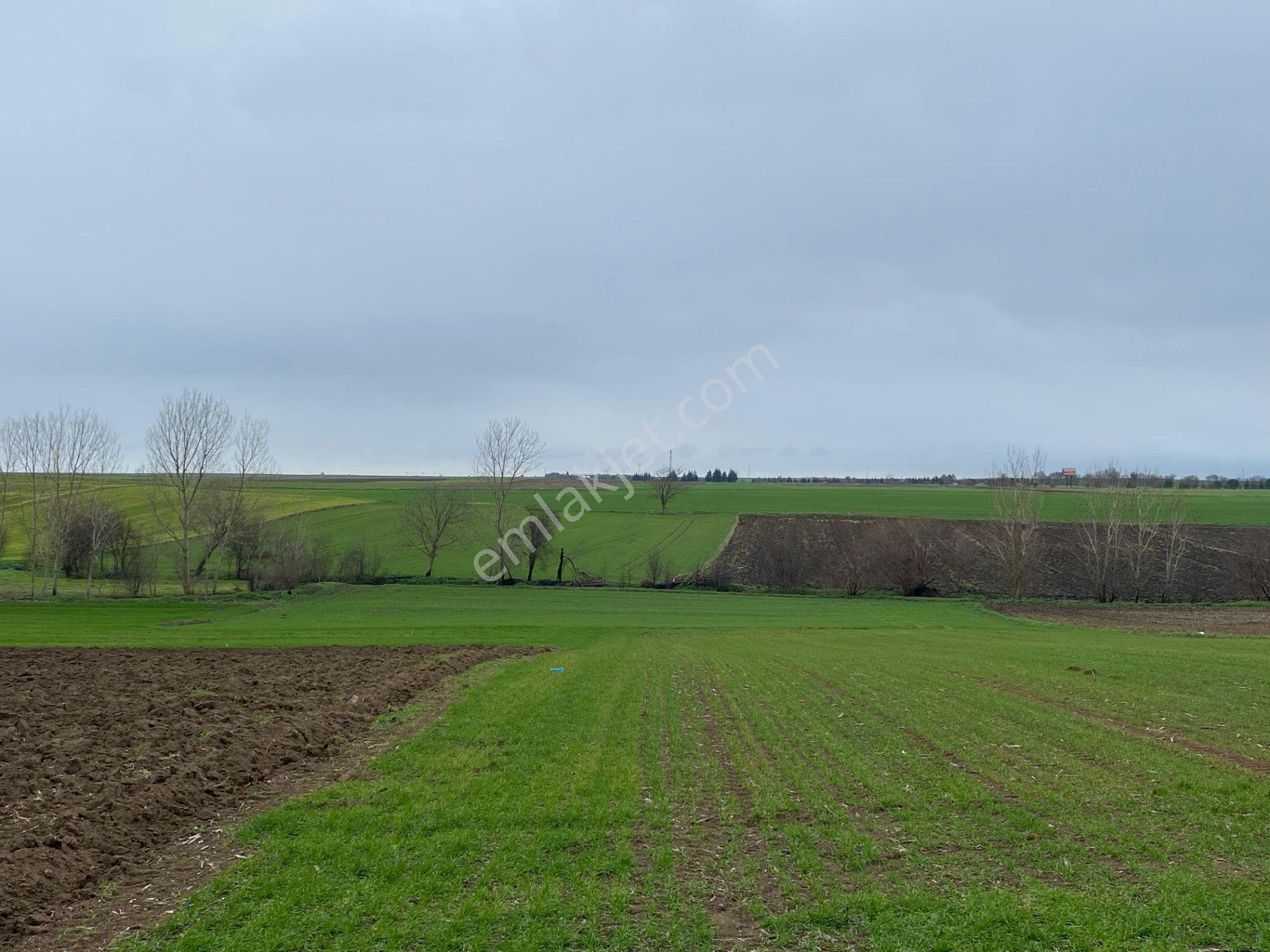 Sahibinden Tekirdağ Pınarbaşında 1530 M² Tek Tapu Tarla - Görsel 2