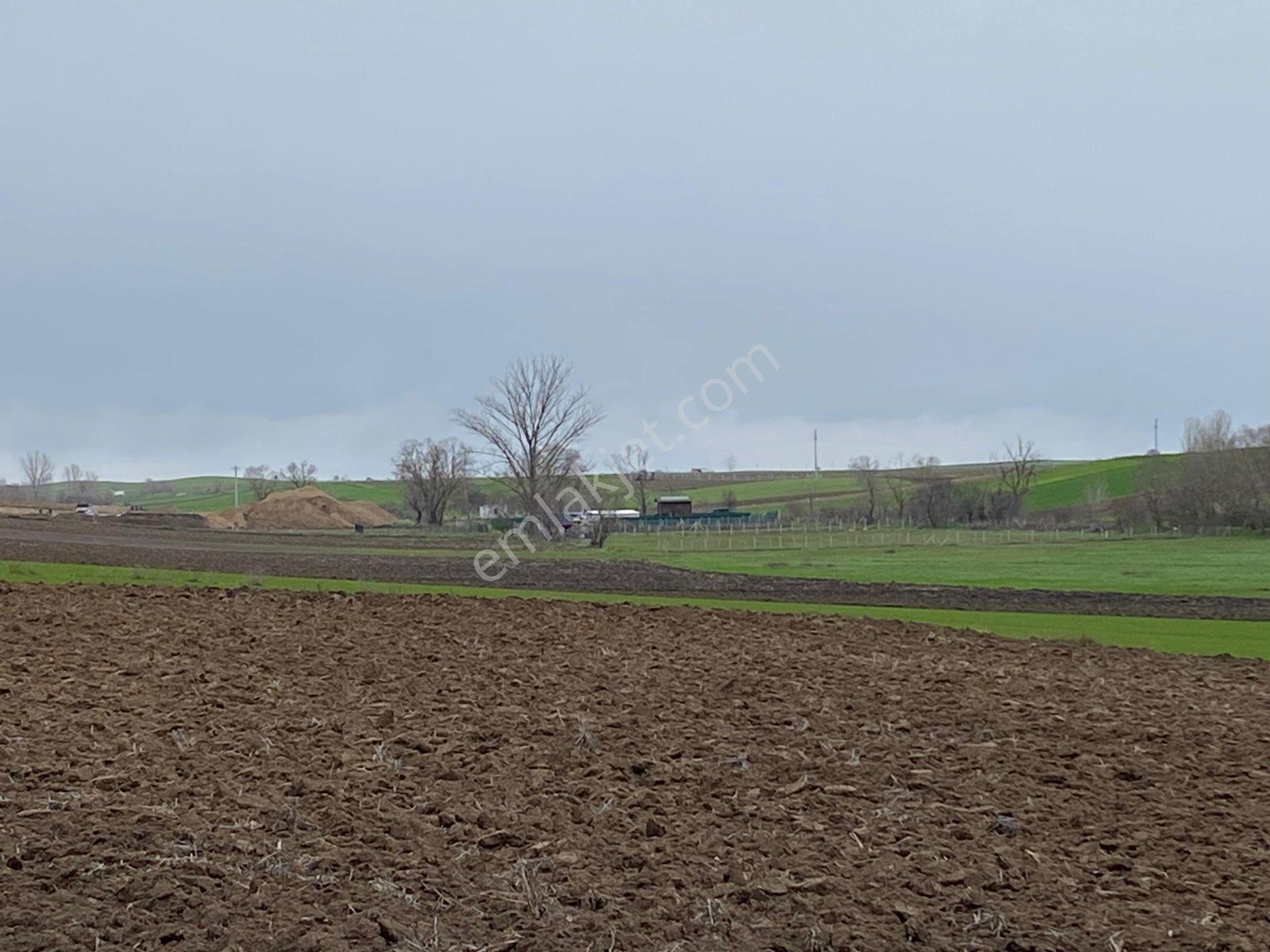 Sahibinden Tekirdağ Pınarbaşında 1530 M² Tek Tapu Tarla - Görsel 6