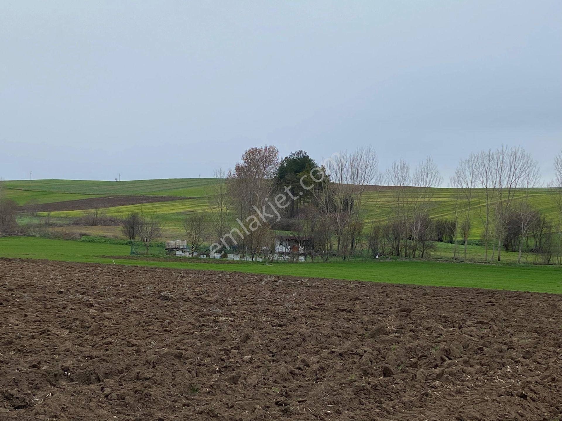 Sahibinden Tekirdağ Pınarbaşında 1530 M² Tek Tapu Tarla - Görsel 5
