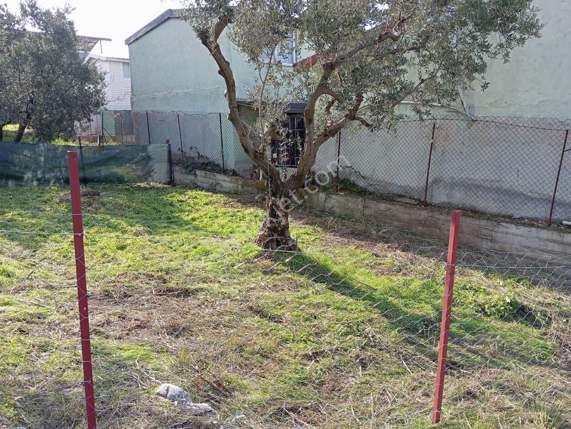 Bursa Mudanya Mesudiye Satılık Arsa