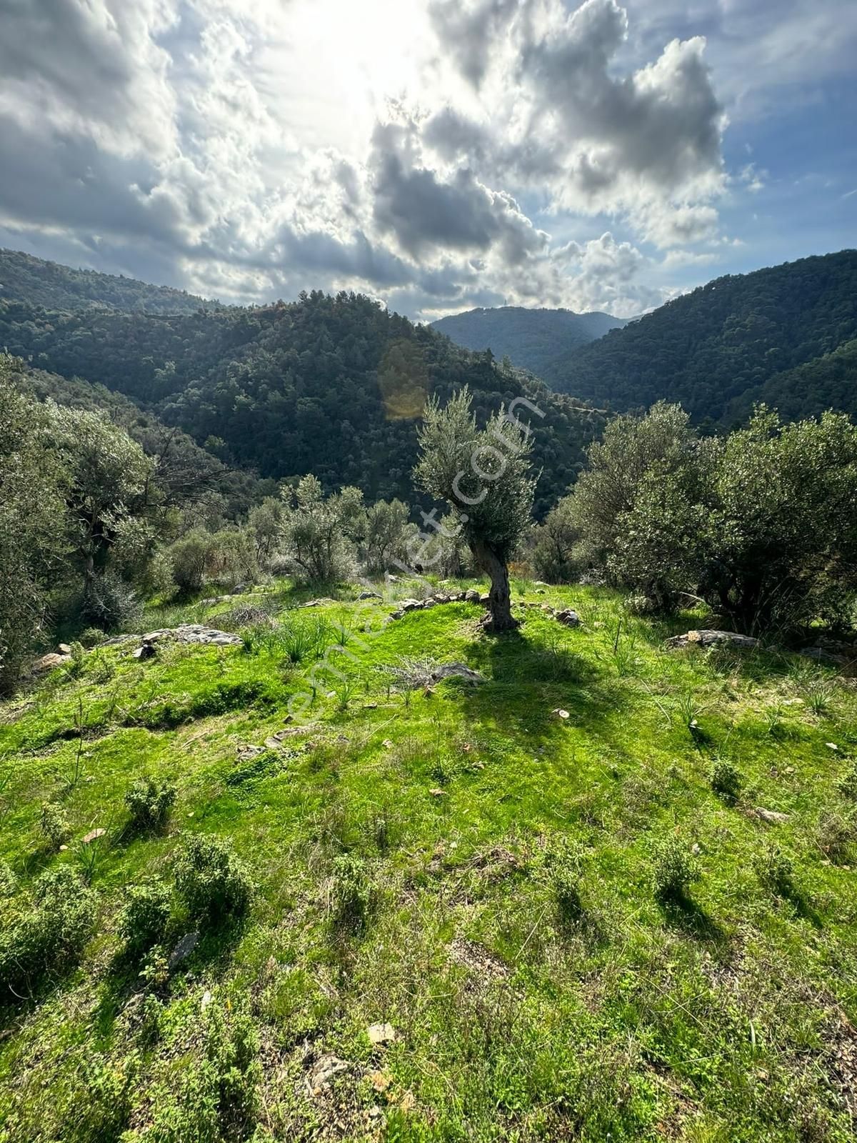 Güzelbahçe Payamlı 'da 1456m2 Zeytinlik - Görsel 7