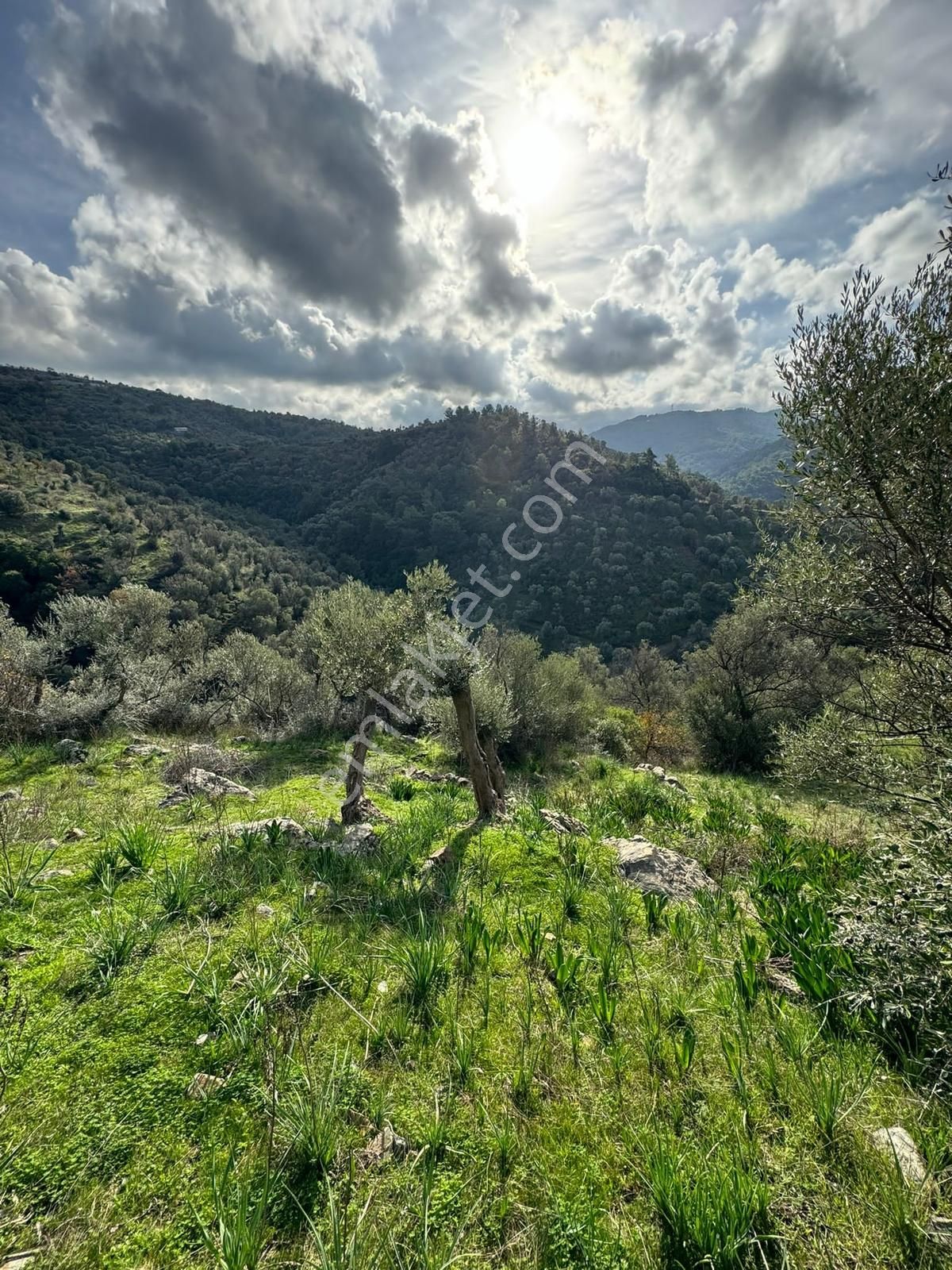 Güzelbahçe Payamlı 'da 1456m2 Zeytinlik - Görsel 3