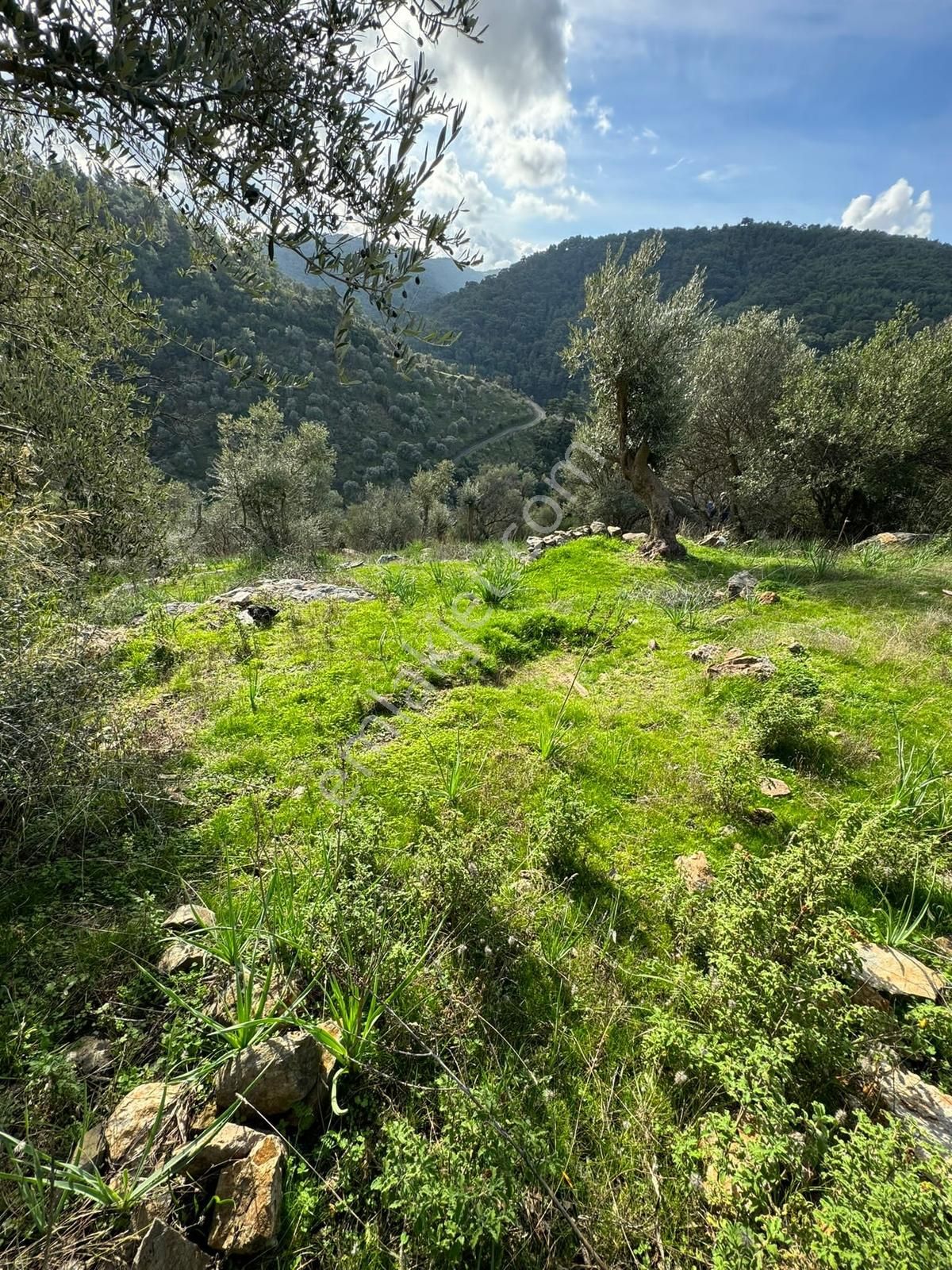 Güzelbahçe Payamlı 'da 1456m2 Zeytinlik - Görsel 4