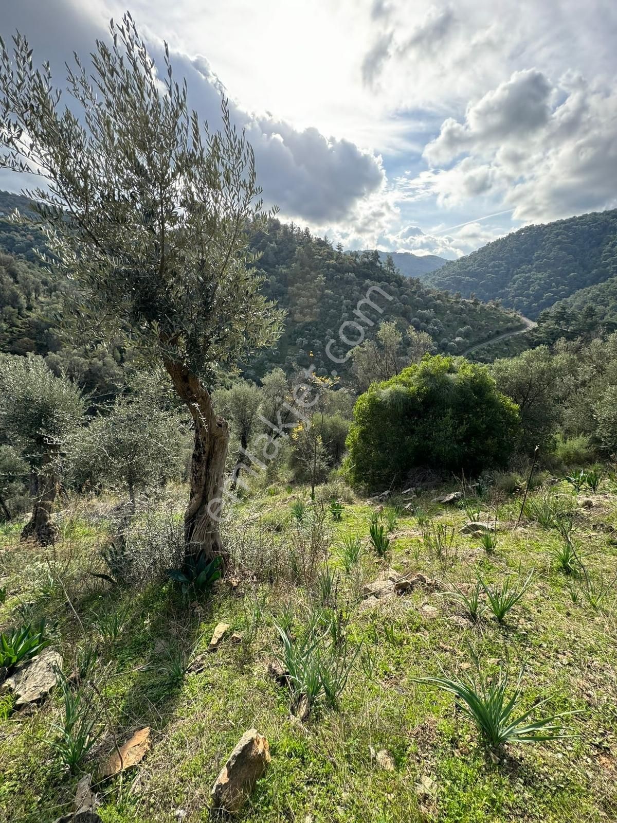 Güzelbahçe Payamlı 'da 1456m2 Zeytinlik - Görsel 6