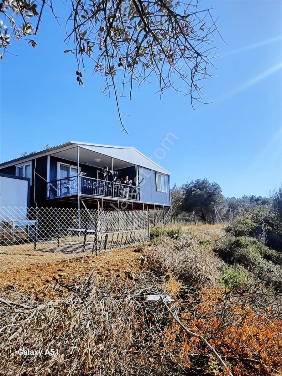 Urla Naipli Mahallesinde Satılık, Hisseli Zeytinlik