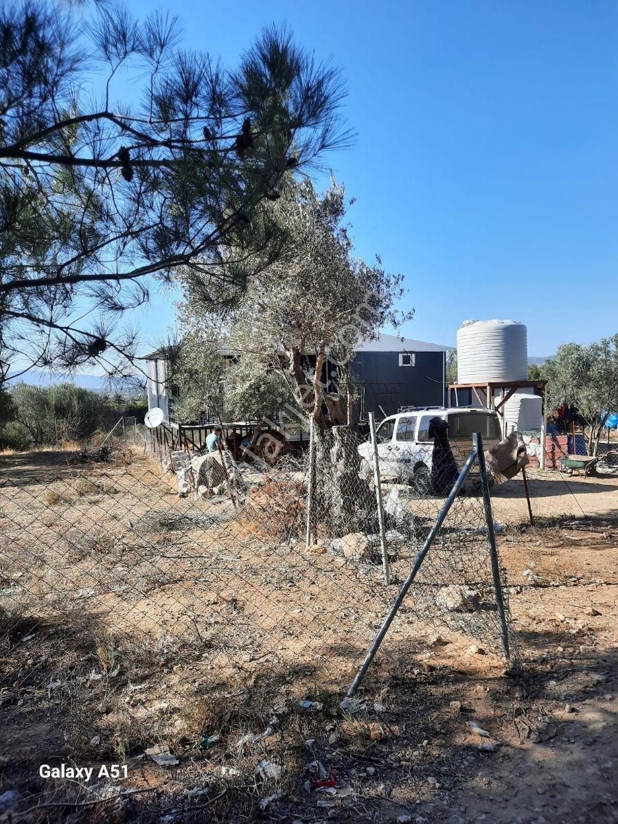 Urla Naipli Mahallesinde Satılık, Hisseli Zeytinlik - Görsel 18