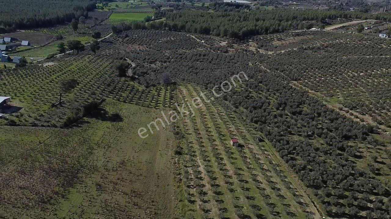 Seydikemer Kayadibinde Satılık 14 Dönüm Zeytinlik - Görsel 5