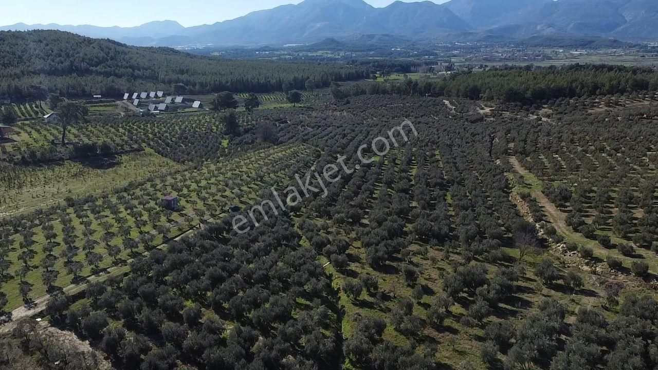 Seydikemer Kayadibinde Satılık 14 Dönüm Zeytinlik - Görsel 15