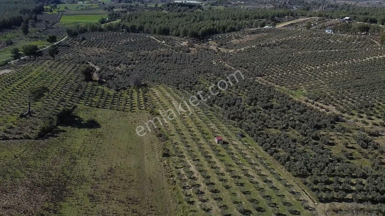 Seydikemer Kayadibinde Satılık 14 Dönüm Zeytinlik - Görsel 8