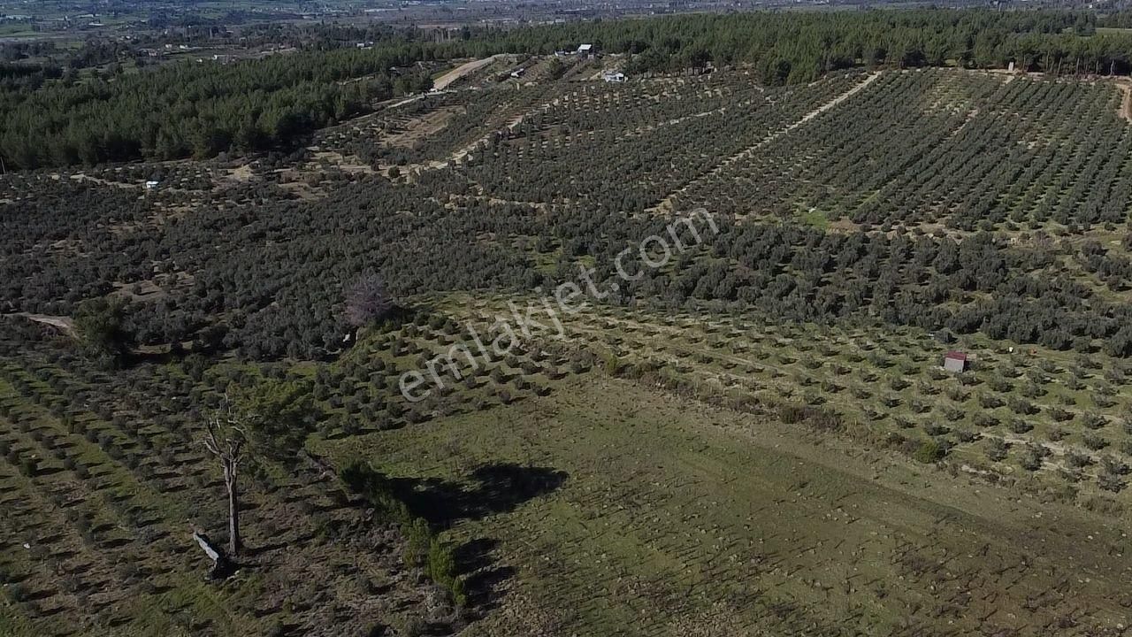 Seydikemer Kayadibinde Satılık 14 Dönüm Zeytinlik - Görsel 14