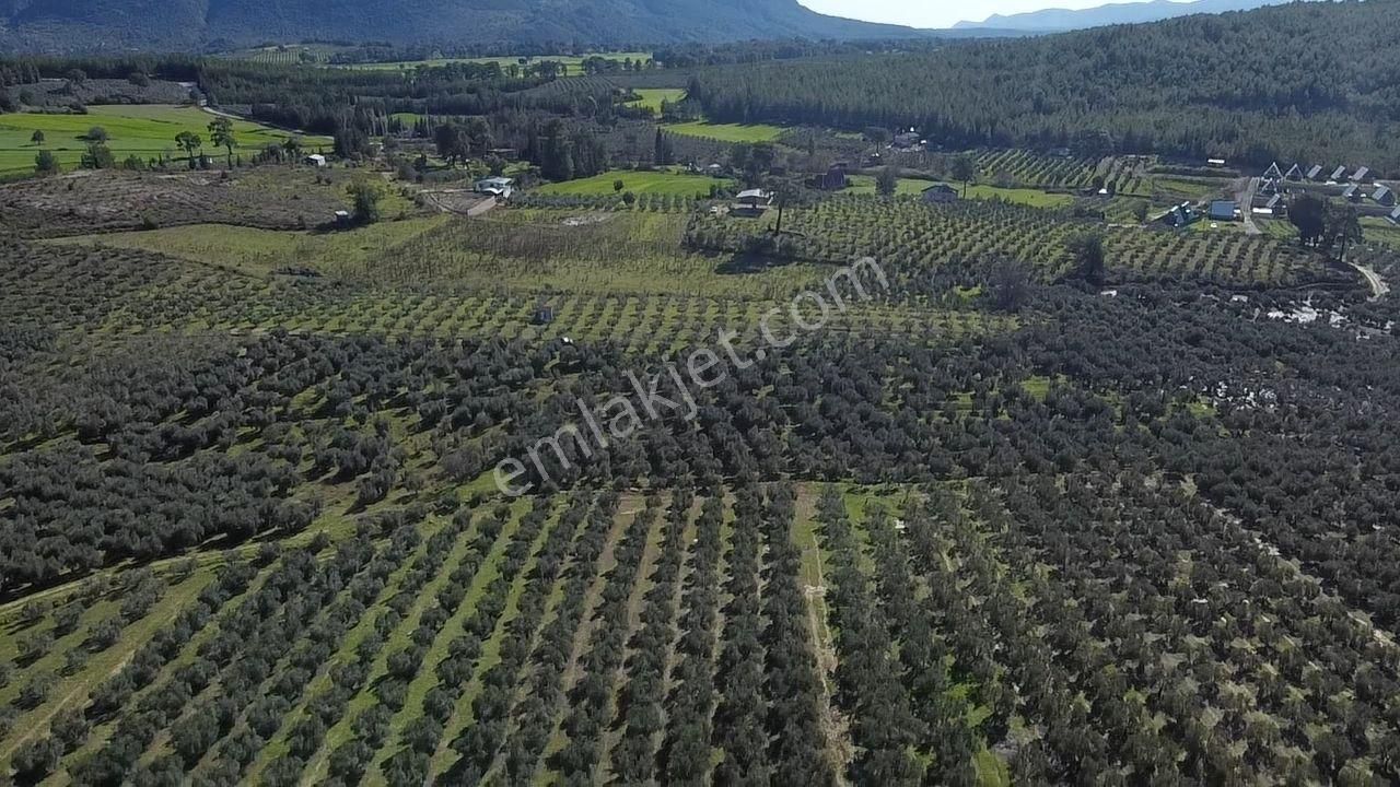 Seydikemer Kayadibinde Satılık 14 Dönüm Zeytinlik - Görsel 26