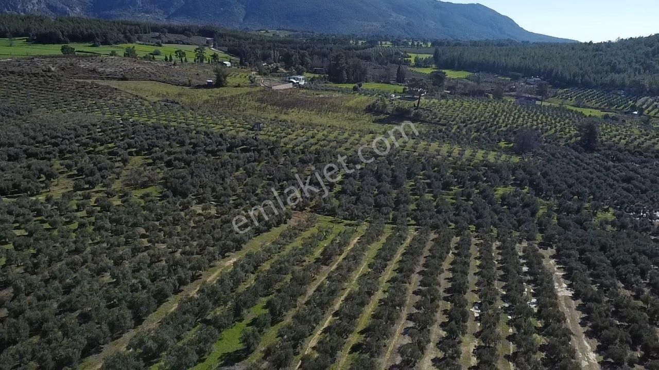 Seydikemer Kayadibinde Satılık 14 Dönüm Zeytinlik - Görsel 34