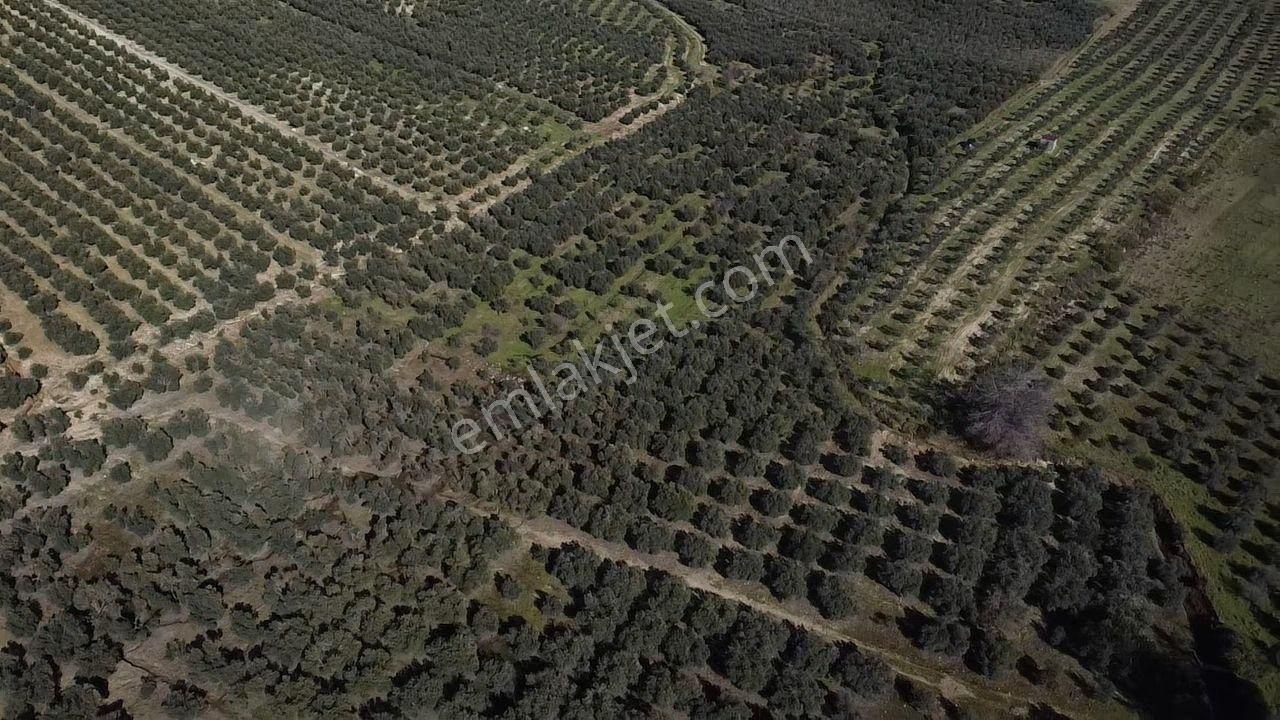 Seydikemer Kayadibinde Satılık 14 Dönüm Zeytinlik - Görsel 16