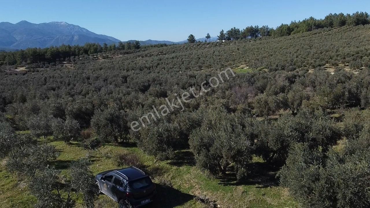 Seydikemer Kayadibinde Satılık 14 Dönüm Zeytinlik - Görsel 19