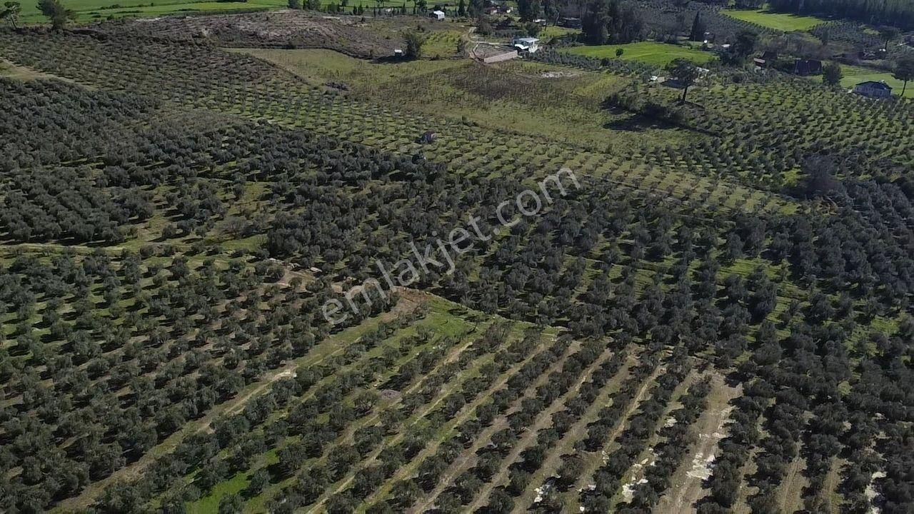 Seydikemer Kayadibinde Satılık 14 Dönüm Zeytinlik - Görsel 24