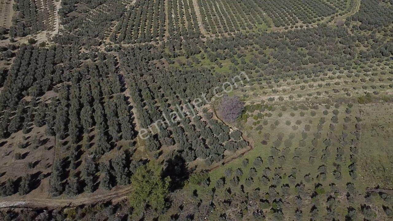 Seydikemer Kayadibinde Satılık 14 Dönüm Zeytinlik - Görsel 25