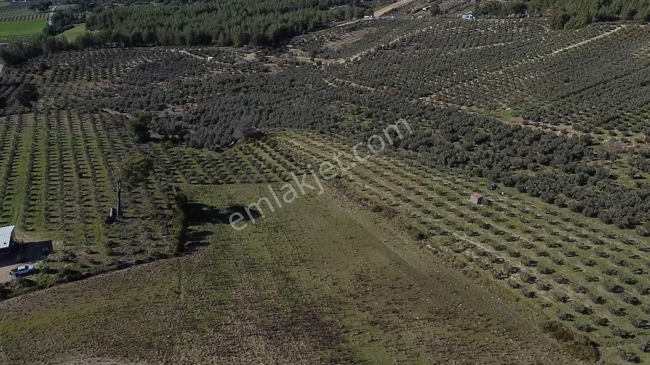 Seydikemer Kayadibinde Satılık 14 Dönüm Zeytinlik - Görsel 7