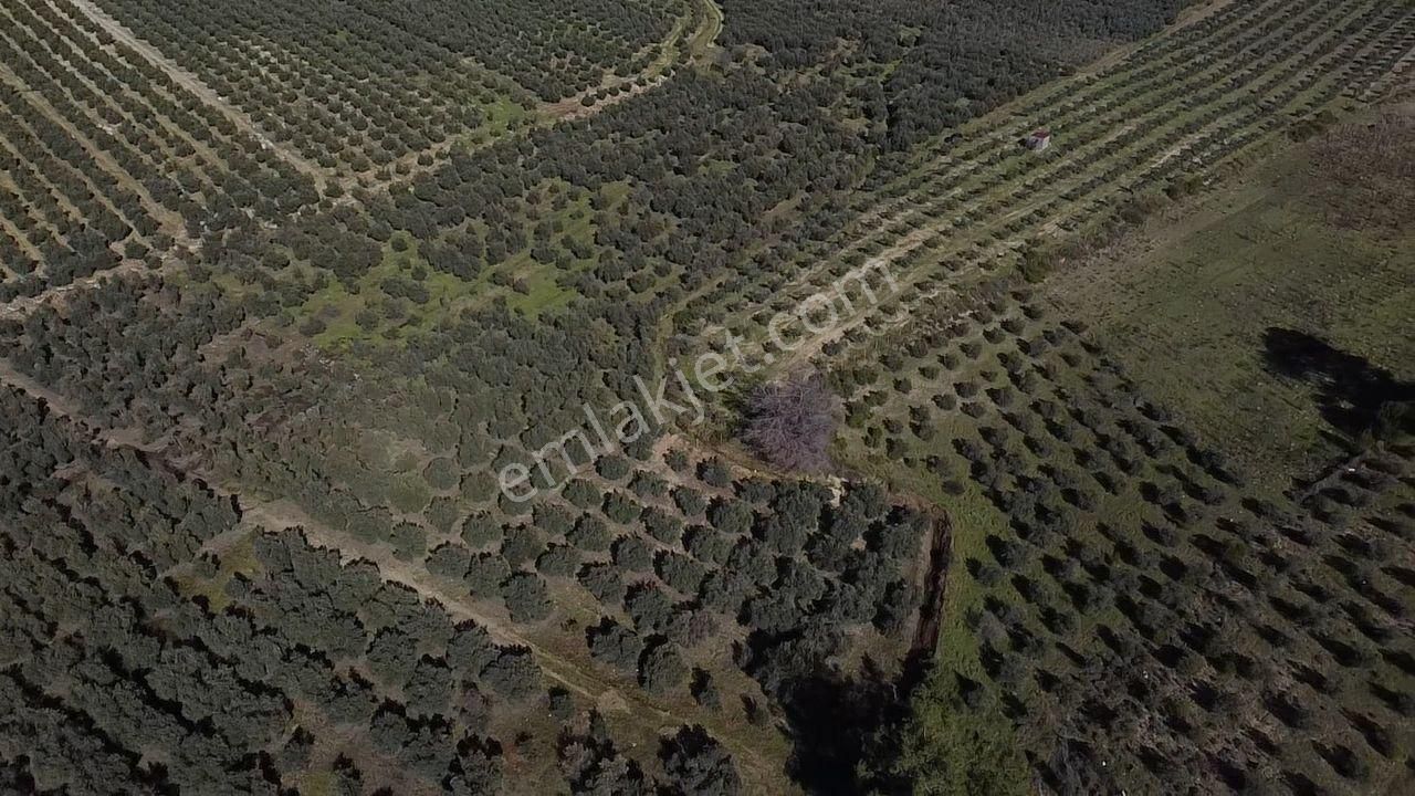 Seydikemer Kayadibinde Satılık 14 Dönüm Zeytinlik - Görsel 28