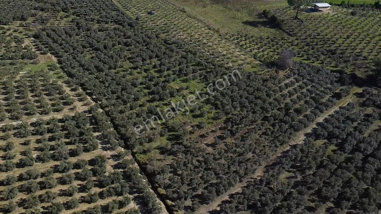 Seydikemer Kayadibinde Satılık 14 Dönüm Zeytinlik - Görsel 18