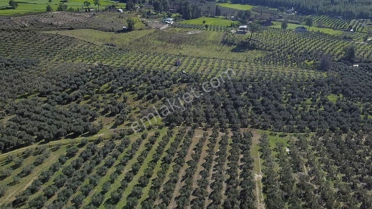 Seydikemer Kayadibinde Satılık 14 Dönüm Zeytinlik - Görsel 13