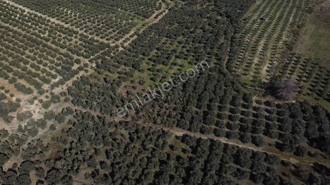 Seydikemer Kayadibinde Satılık 14 Dönüm Zeytinlik - Görsel 17