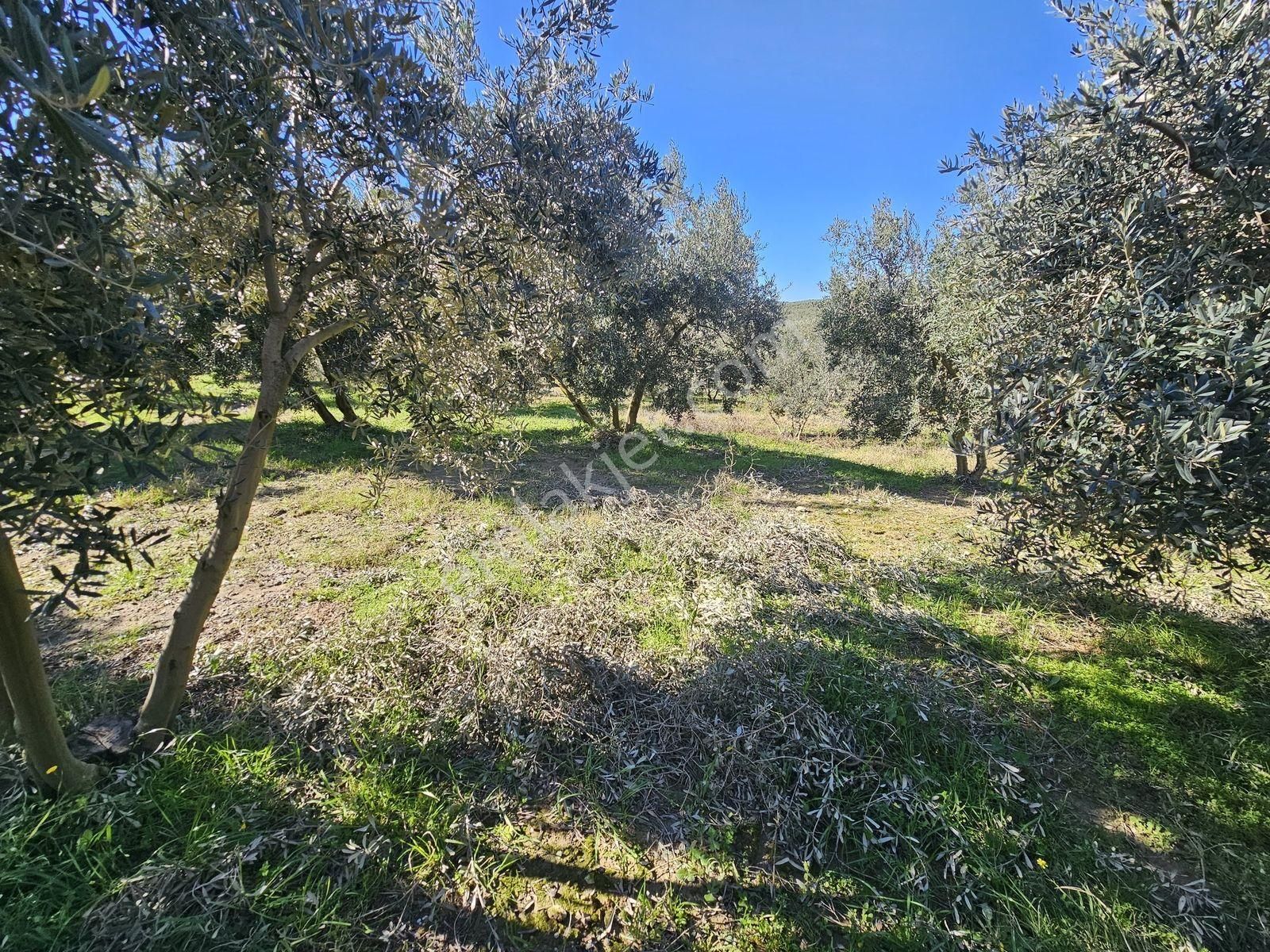 Seydikemer Kayadibinde Satılık 14 Dönüm Zeytinlik - Görsel 3