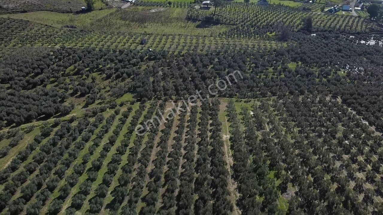 Seydikemer Kayadibinde Satılık 14 Dönüm Zeytinlik - Görsel 21