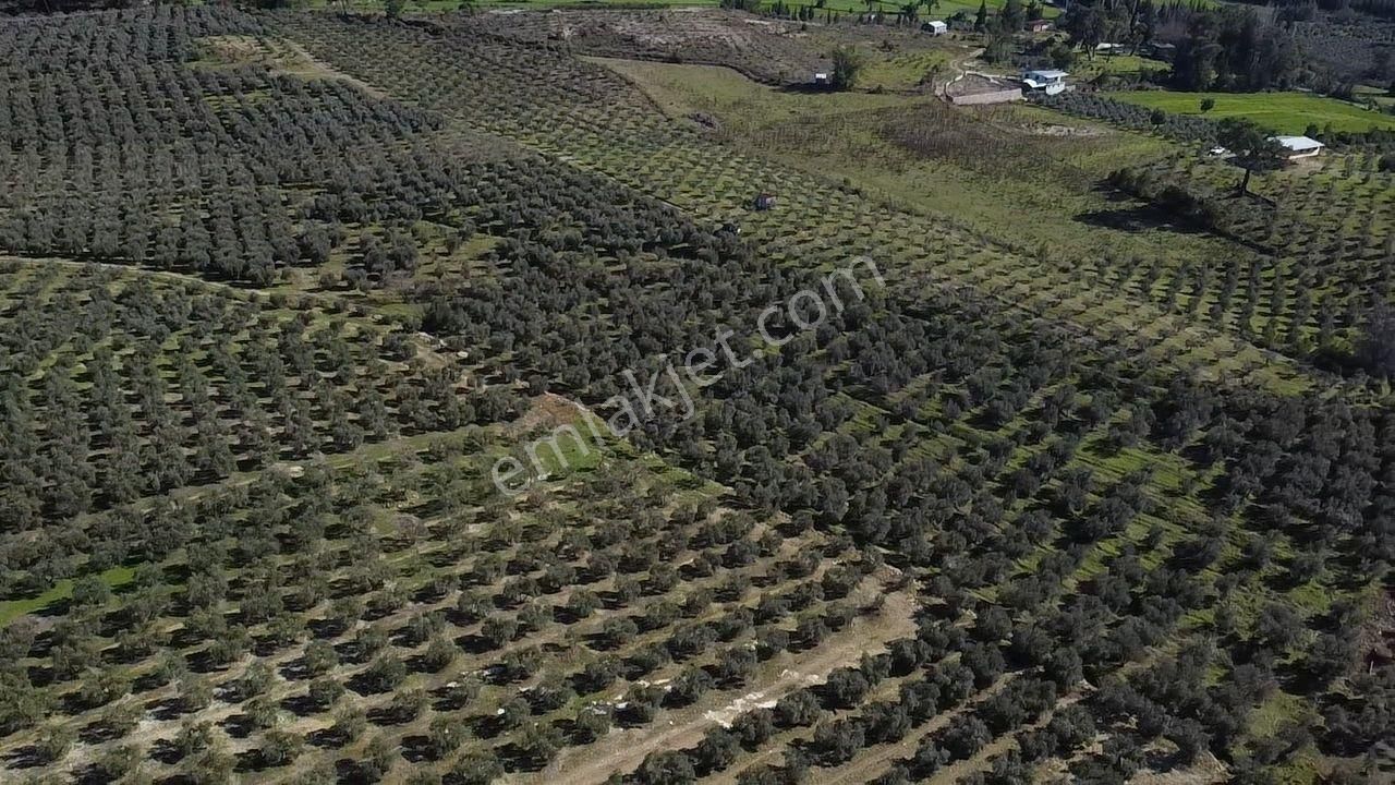 Seydikemer Kayadibinde Satılık 14 Dönüm Zeytinlik - Görsel 20