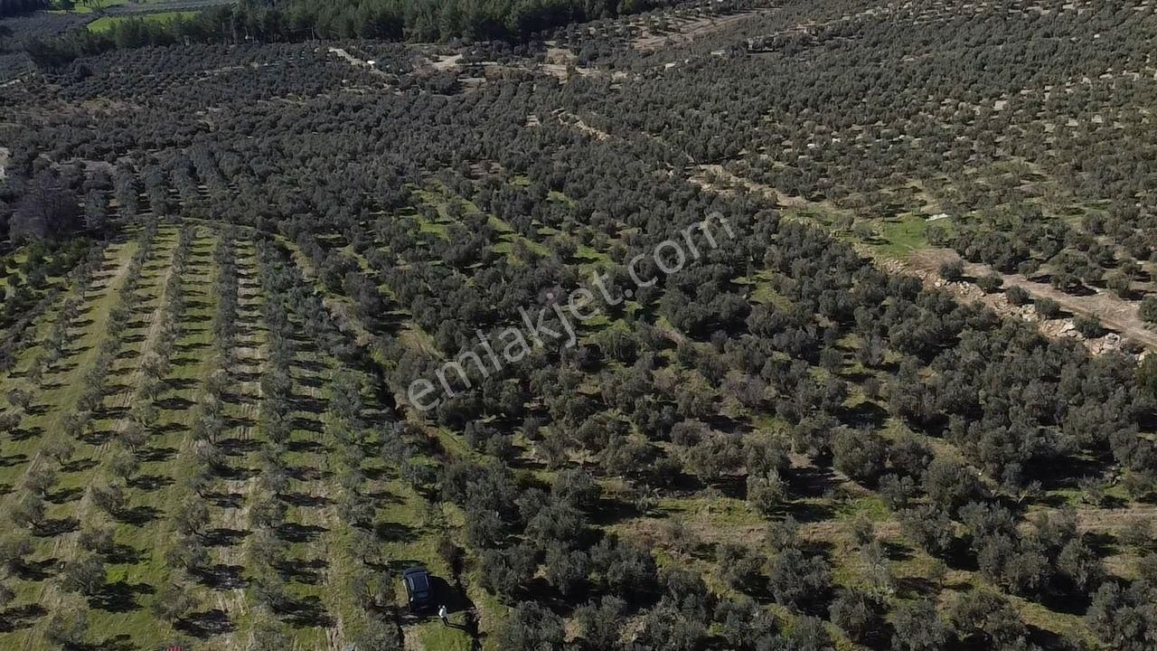 Seydikemer Kayadibinde Satılık 14 Dönüm Zeytinlik - Görsel 35