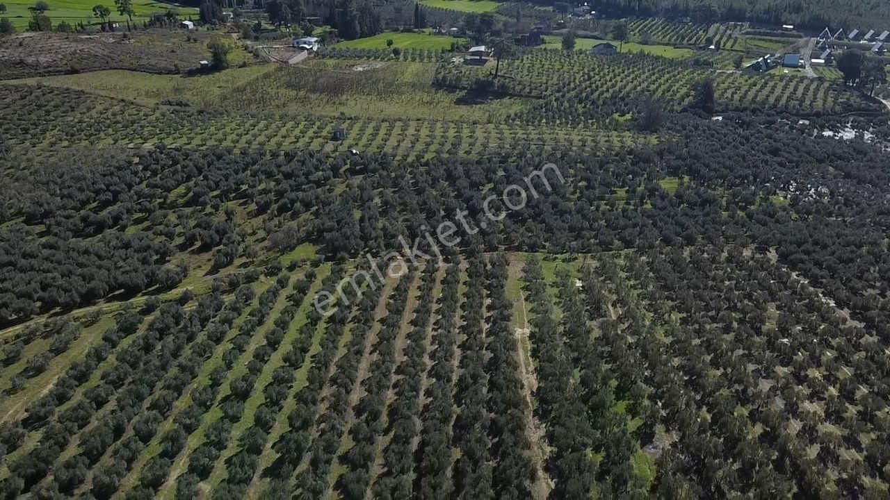 Seydikemer Kayadibinde Satılık 14 Dönüm Zeytinlik - Görsel 2