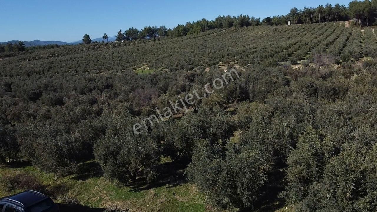 Seydikemer Kayadibinde Satılık 14 Dönüm Zeytinlik - Görsel 11