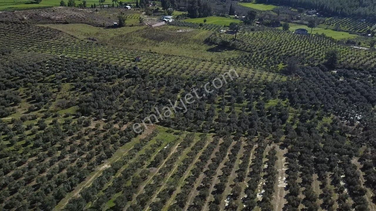 Seydikemer Kayadibinde Satılık 14 Dönüm Zeytinlik - Görsel 27