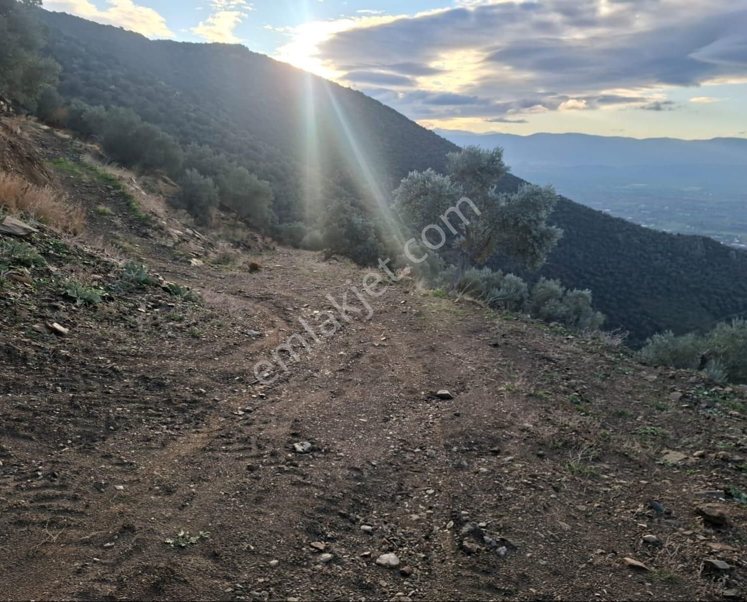 Bayındır Hacı İbrahim'de Satılık 7380 M2 Zeytinlik - Görsel 4
