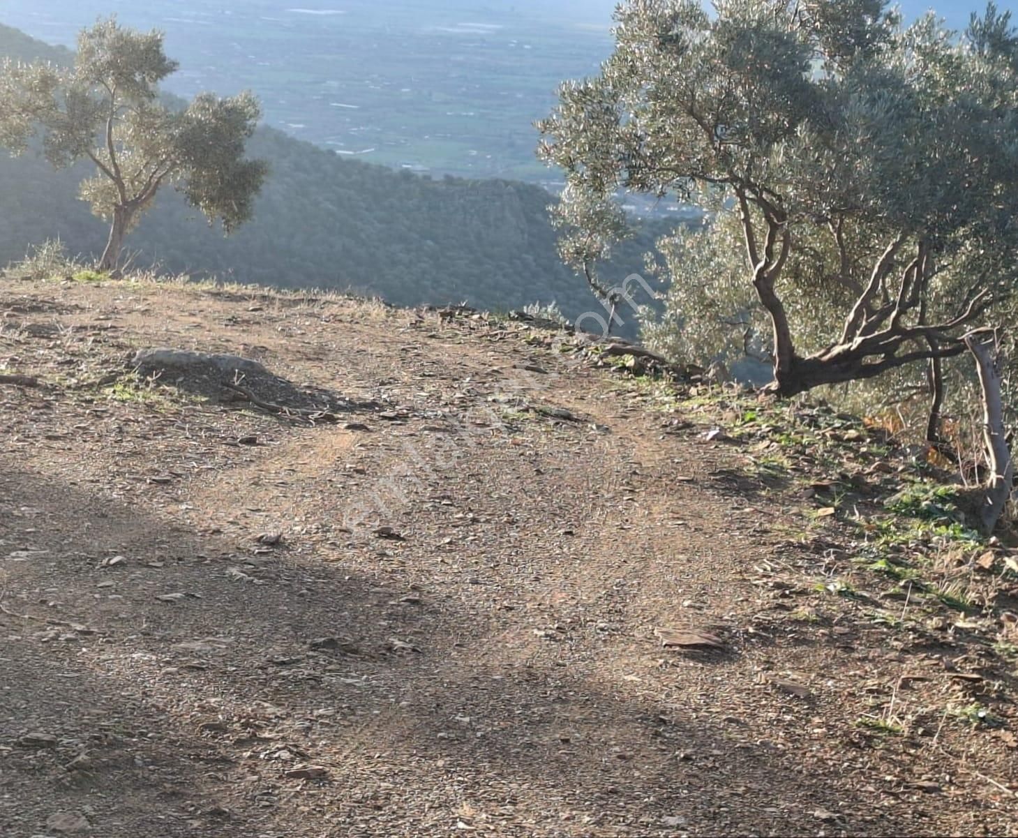 Bayındır Hacı İbrahim'de Satılık 7380 M2 Zeytinlik - Görsel 5