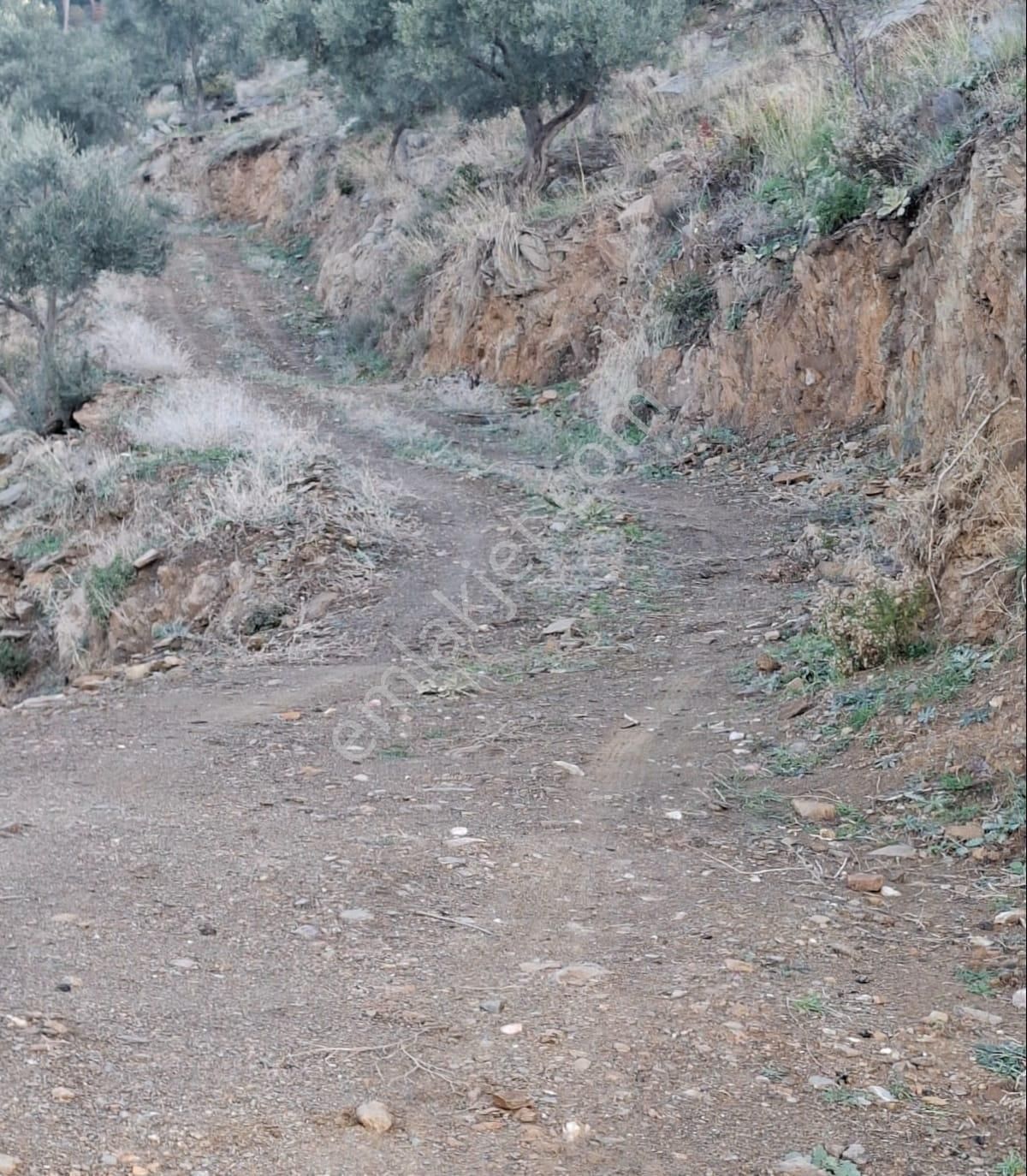 Bayındır Hacı İbrahim'de Satılık 7380 M2 Zeytinlik - Görsel 3