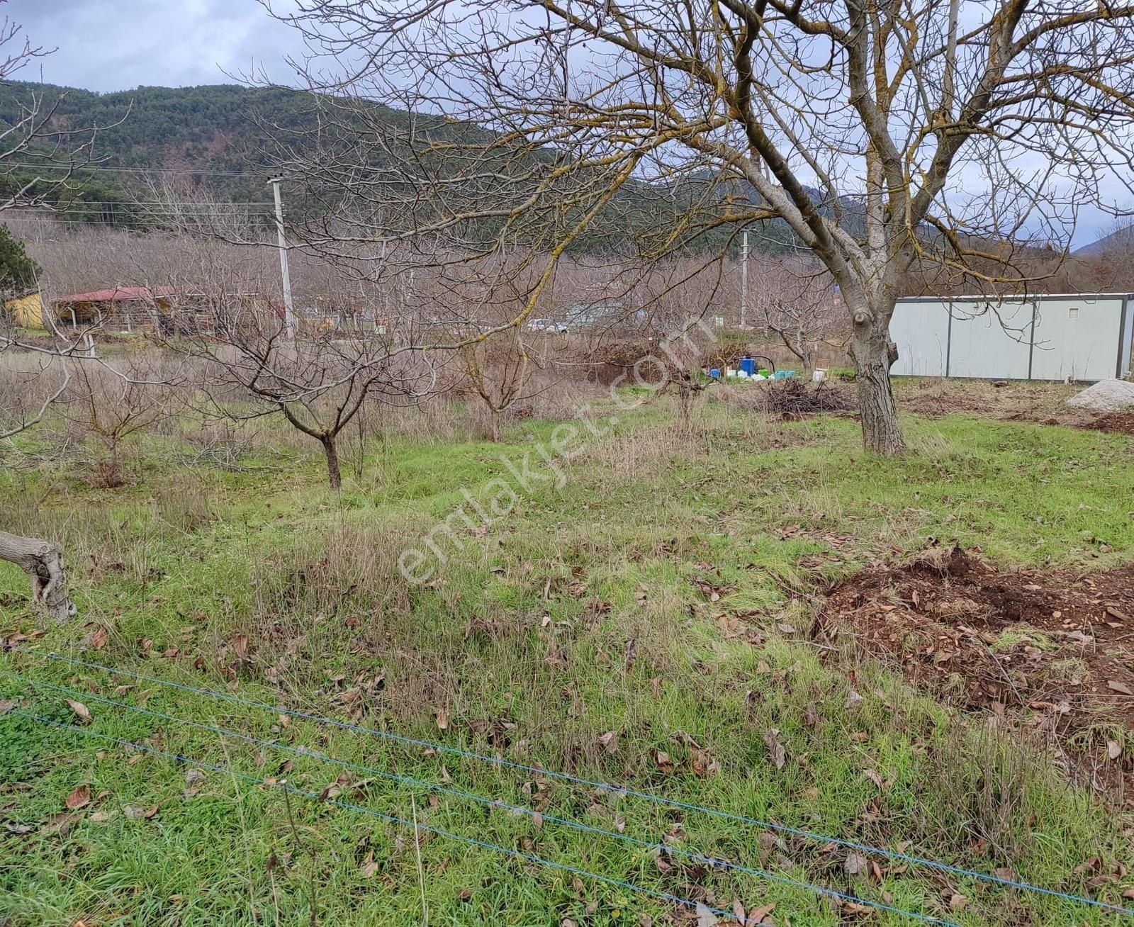 Bayındır Alankıyı'da 8500 M2 Yatırımlık Bahçe