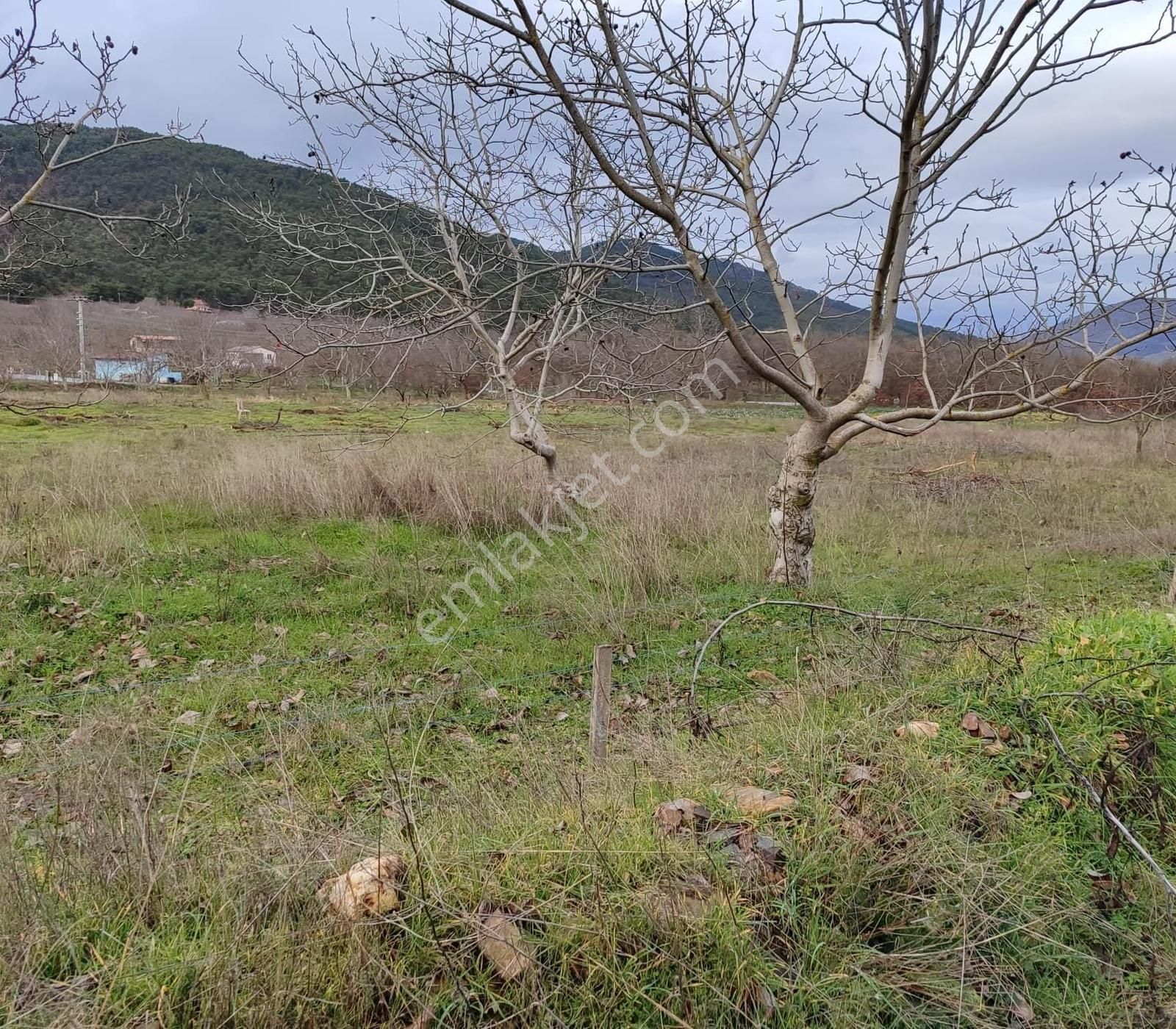 Bayındır Alankıyı'da 8500 M2 Yatırımlık Bahçe - Görsel 4