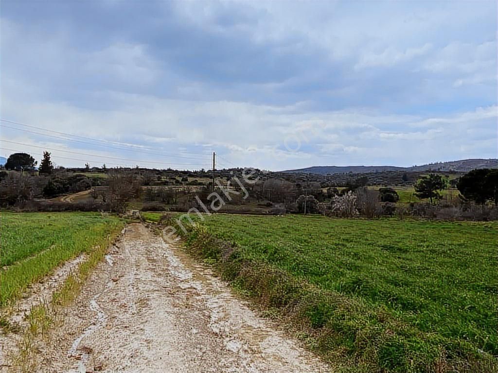 Milas -kuzyaka'da 46 Dönüm Organik Tarıma Uygun Tarla - Görsel 8