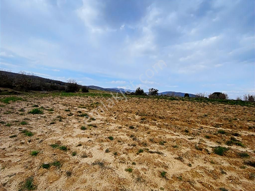 Milas -kuzyaka'da 46 Dönüm Organik Tarıma Uygun Tarla - Görsel 9