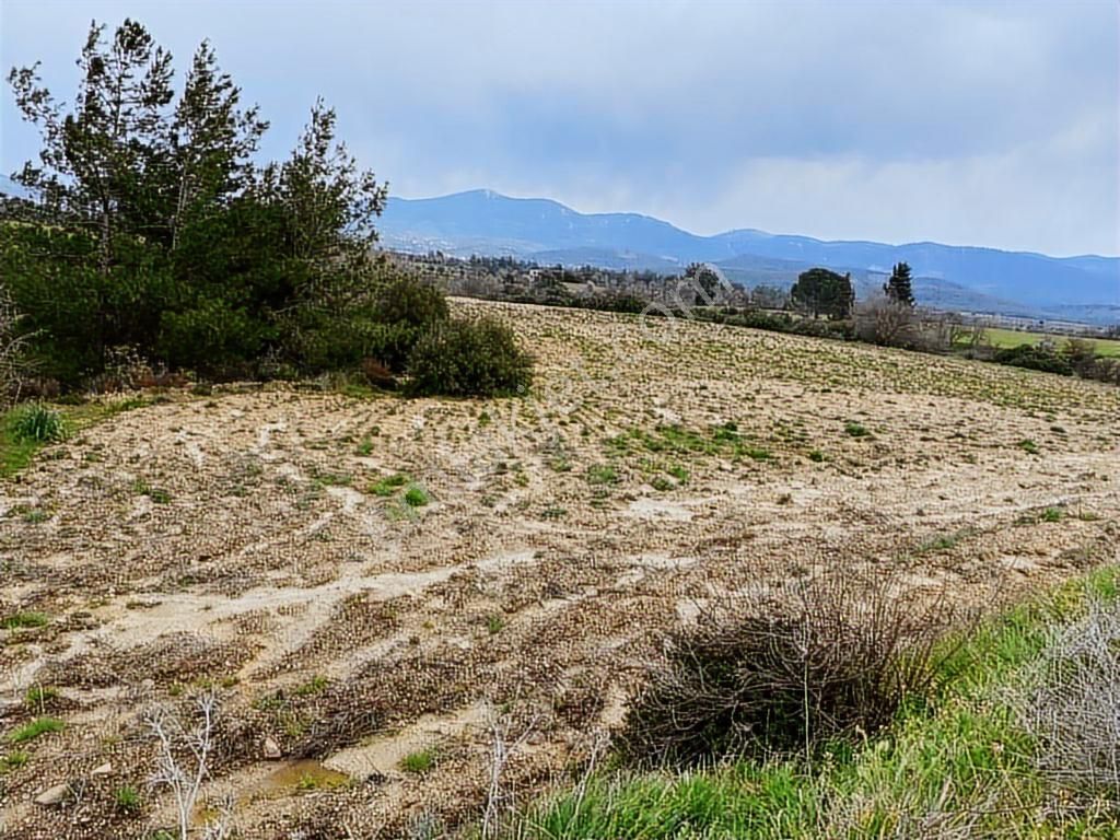 Milas -kuzyaka'da 46 Dönüm Organik Tarıma Uygun Tarla - Görsel 4