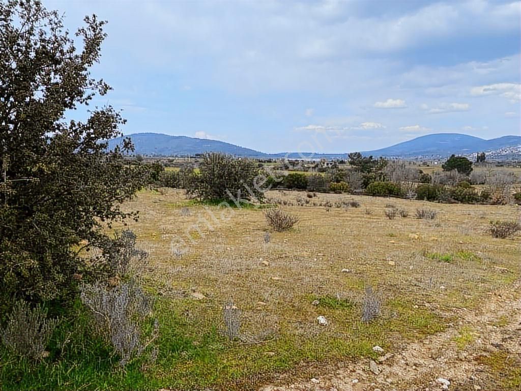 Milas -kuzyaka'da 46 Dönüm Organik Tarıma Uygun Tarla - Görsel 3