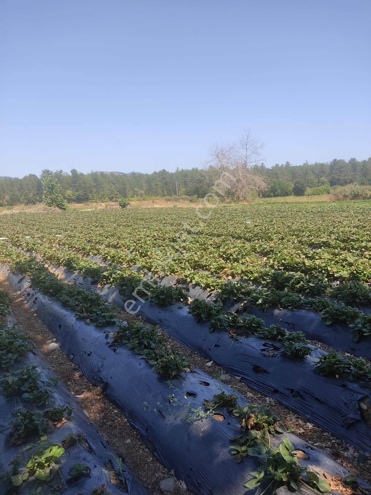 Yatırımlık: Hem Kendi Suyu Hem Devlet Suyu Olan Verimli Arazi