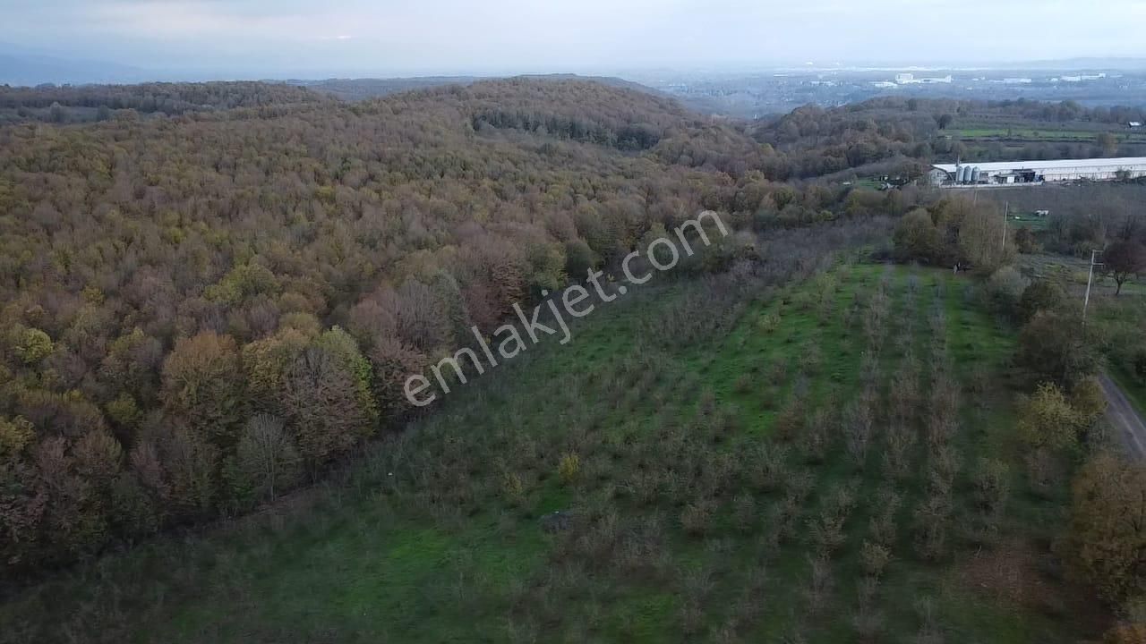 Hendek Balıklı'da Yatırımlık Yola Cepheli Arazi - Görsel 8