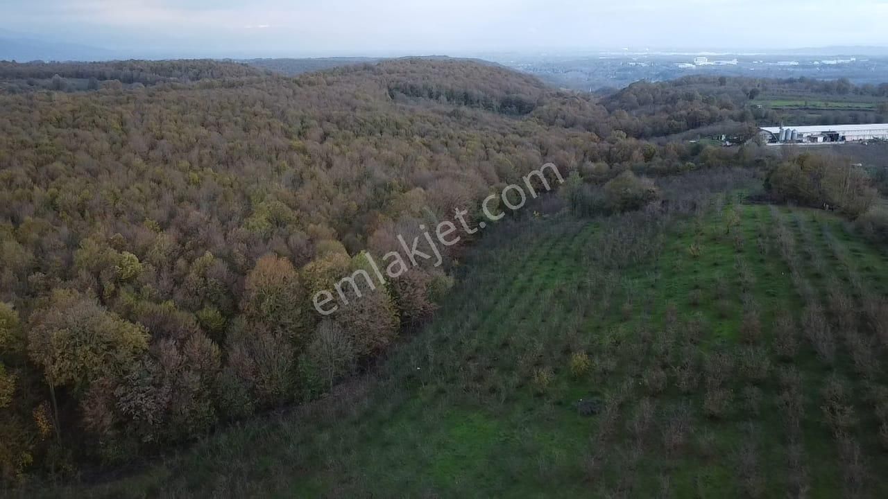 Hendek Balıklı'da Yatırımlık Yola Cepheli Arazi - Görsel 10