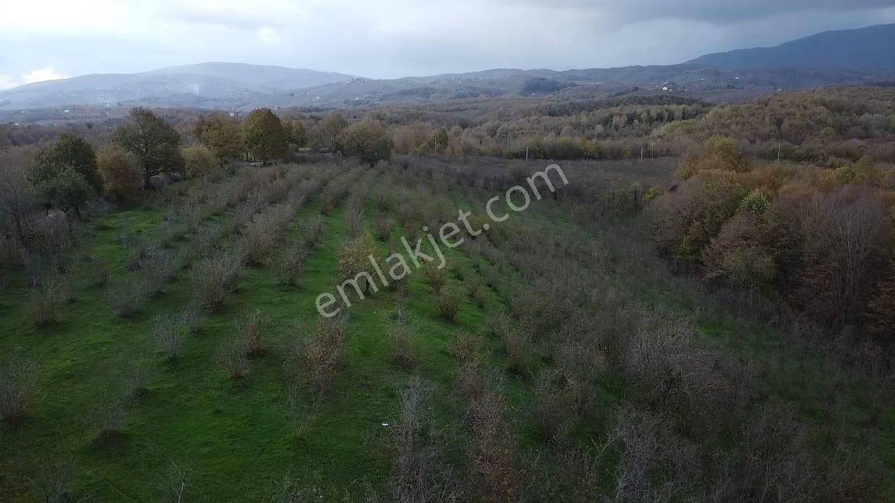 Hendek Balıklı'da Yatırımlık Yola Cepheli Arazi - Görsel 11