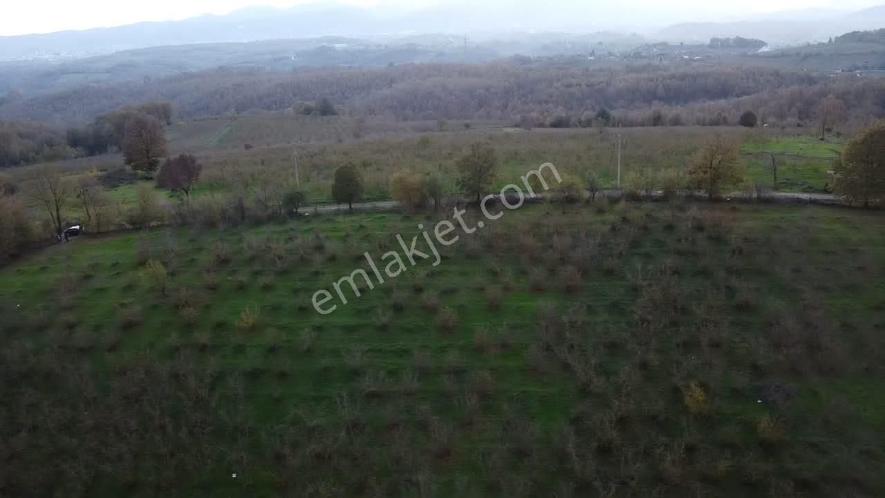 Hendek Balıklı'da Yatırımlık Yola Cepheli Arazi - Görsel 6