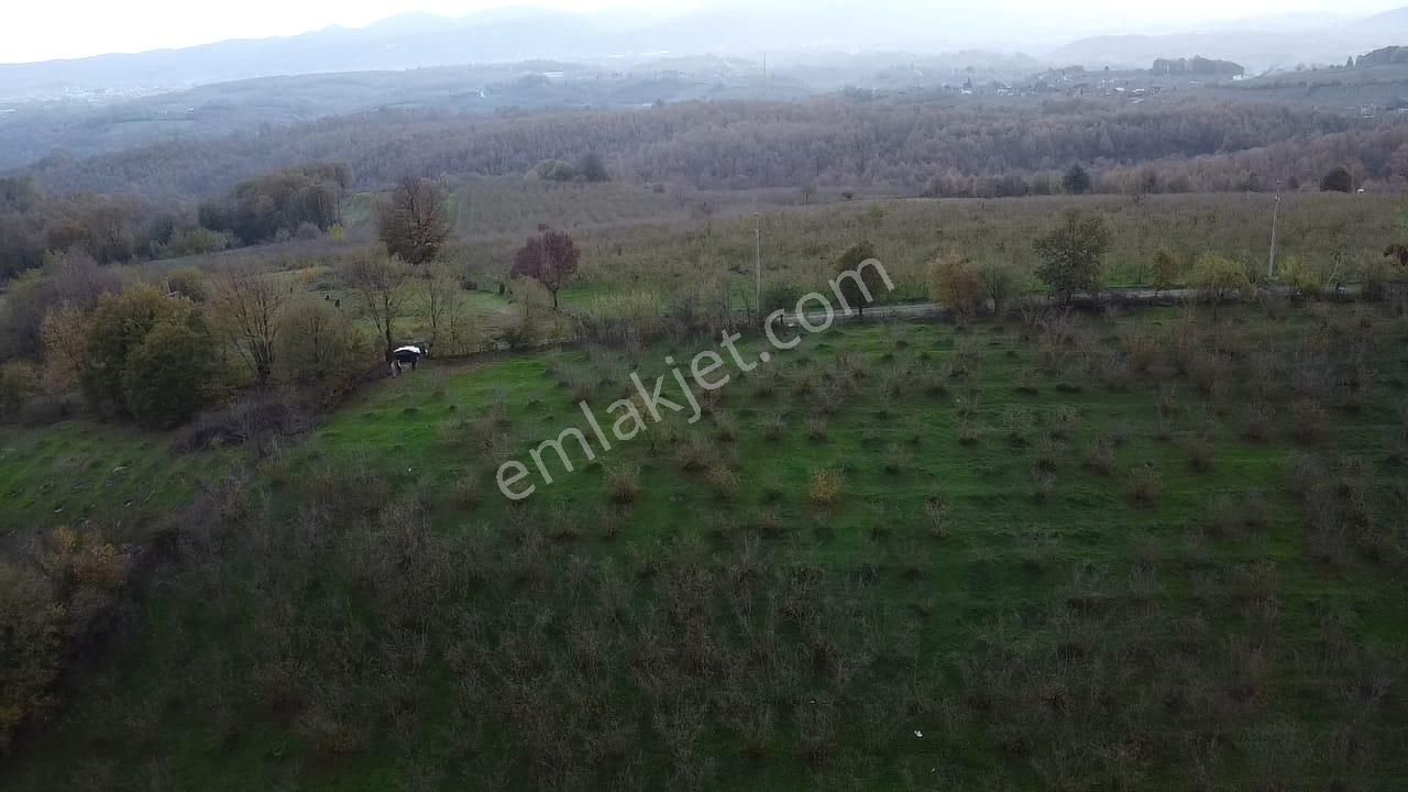 Hendek Balıklı'da Yatırımlık Yola Cepheli Arazi - Görsel 7