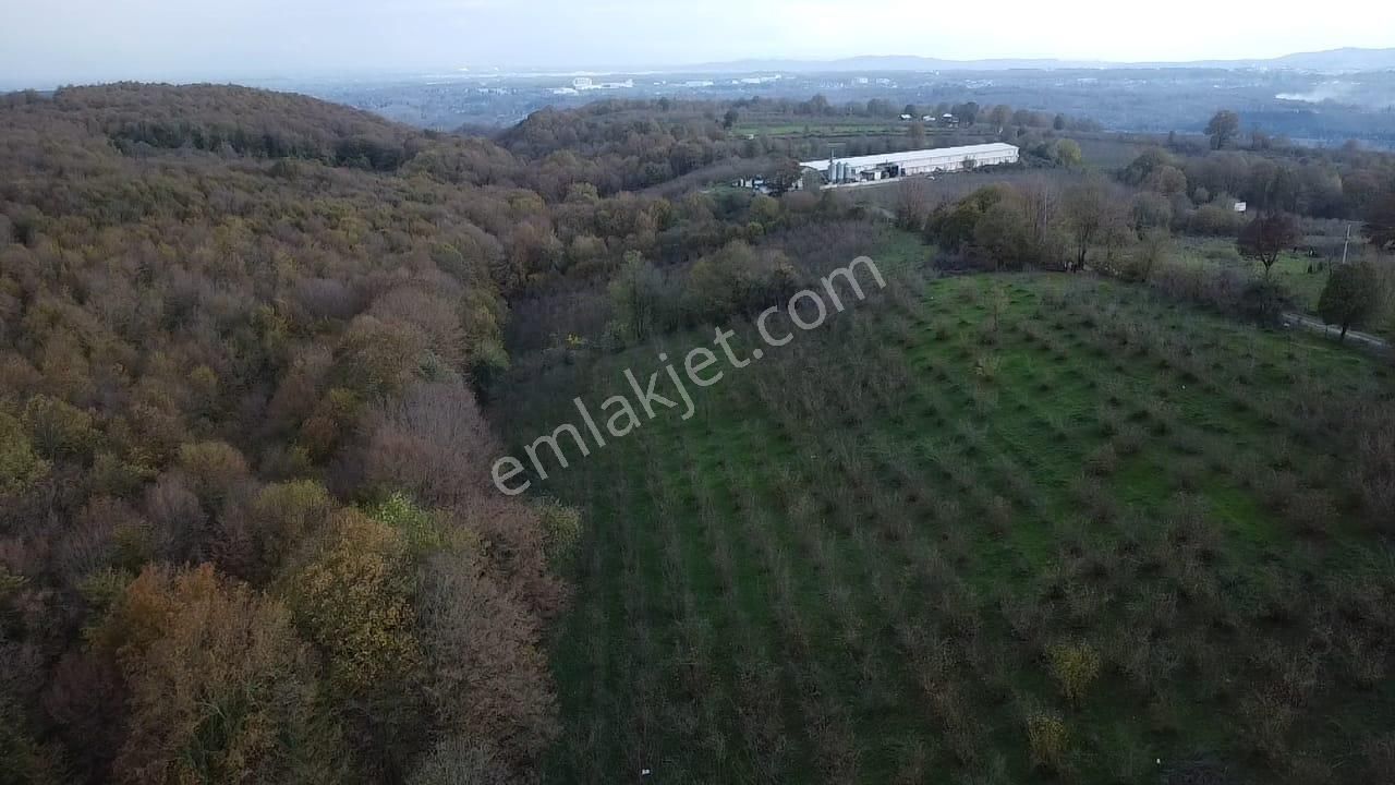 Hendek Balıklı'da Yatırımlık Yola Cepheli Arazi - Görsel 3