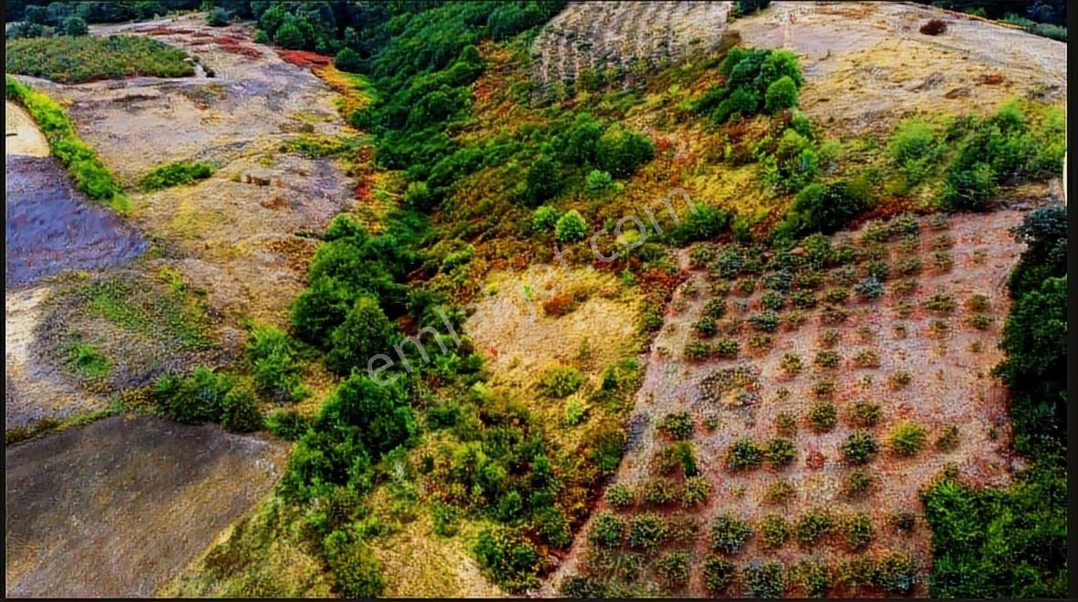 Home Gayrimenkul Den Kocaeli Kandıra Ahmethacılarda 9099m2 Tarla - Görsel 10