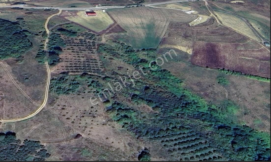 Home Gayrimenkul Den Kocaeli Kandıra Ahmethacılarda 9099m2 Tarla - Görsel 5